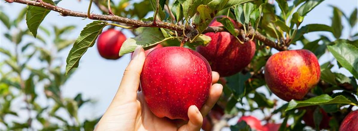 /content/dam/empire/safeway/assets/articles/article-page/Picking-Apples.jpg