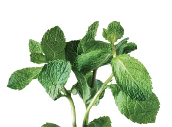 /content/dam/empire/safeway/assets/images/uploads/2023/05/Safeway-bunch-of-mint-sprigs.jpg