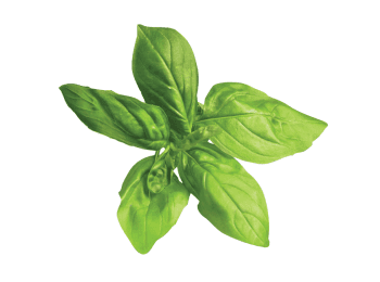 /content/dam/empire/safeway/assets/images/uploads/2023/05/Safeway-fresh-basil-leaves.png