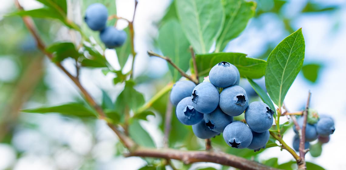 /content/dam/empire/safeway/assets/images/uploads/2025/06/Fresh-blueberries.jpg