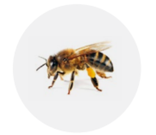 A close up of an Italian field worker bee on a white background is seen from the side with the head on the right.