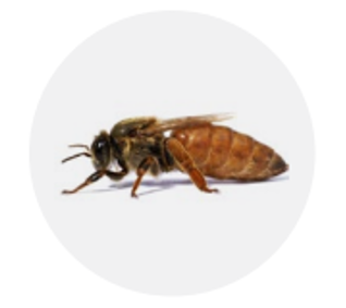 A close up of an Italian queen bee on a white background is seen from the side with the head on the right.