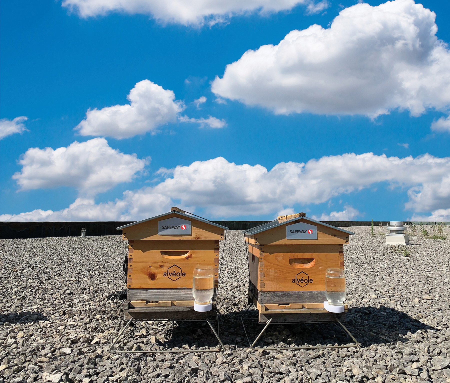 Sobeys and AlvÃ©ole are beekeeping in the city with two beehives side-by-side in a towering city centre on a sunny day.