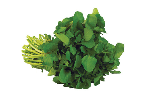 Bunch of fresh watercress on white background.