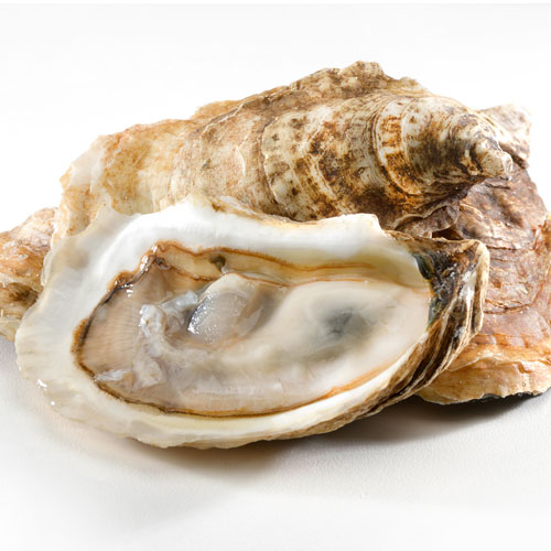 three oysters on white background, with front oyster opened showing inside
