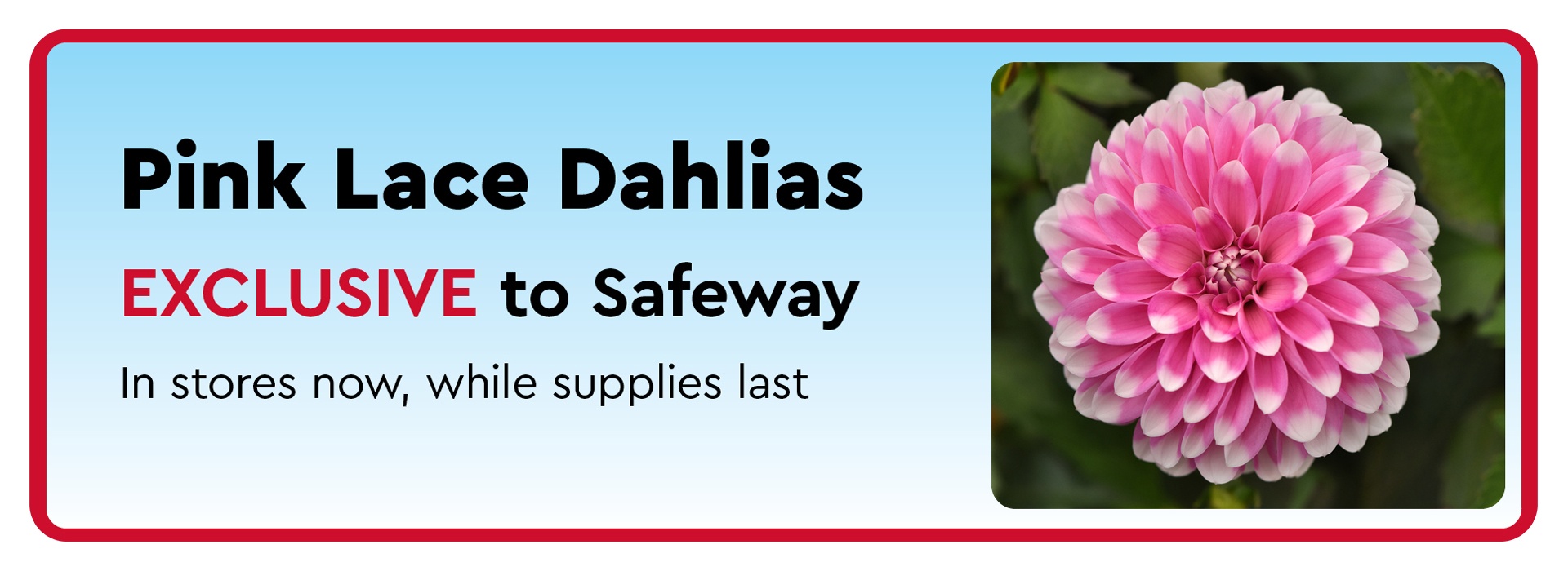 Exclusive Dahlia